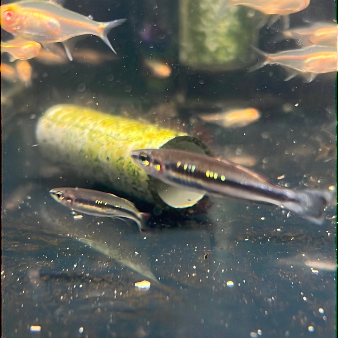 Madagascar Rainbow (Bedotia madagascarensis)