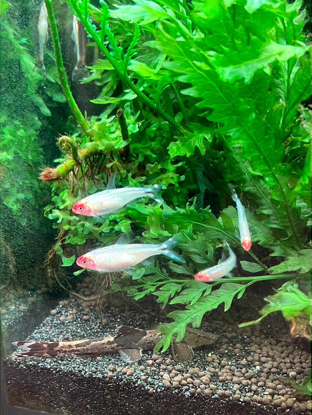 Platinum Rummy Nose Tetra (Diamond Head) (Hemigrammus Rhodostomus)