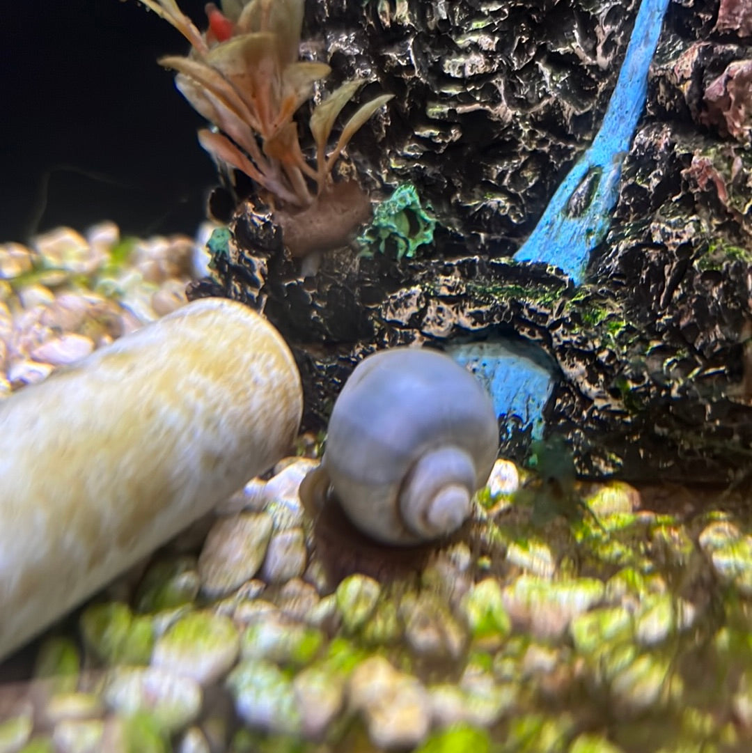 Blue Mystery Snails(Pomacea bridgesii)
