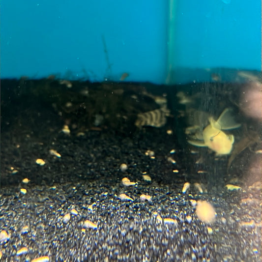 L038 Coral Pattern Pleco