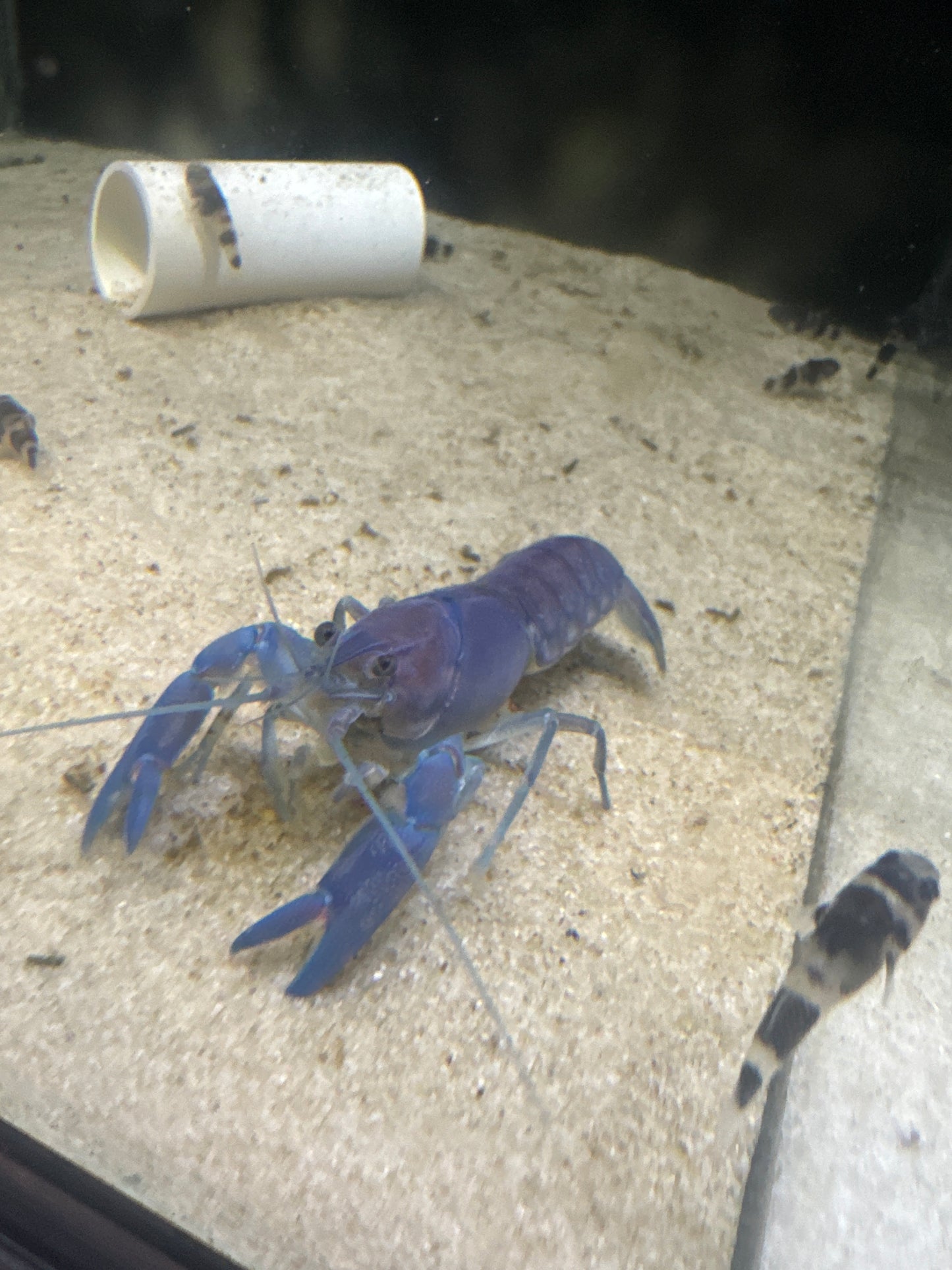 Blue Pearl Yabby (Cherax albidus)