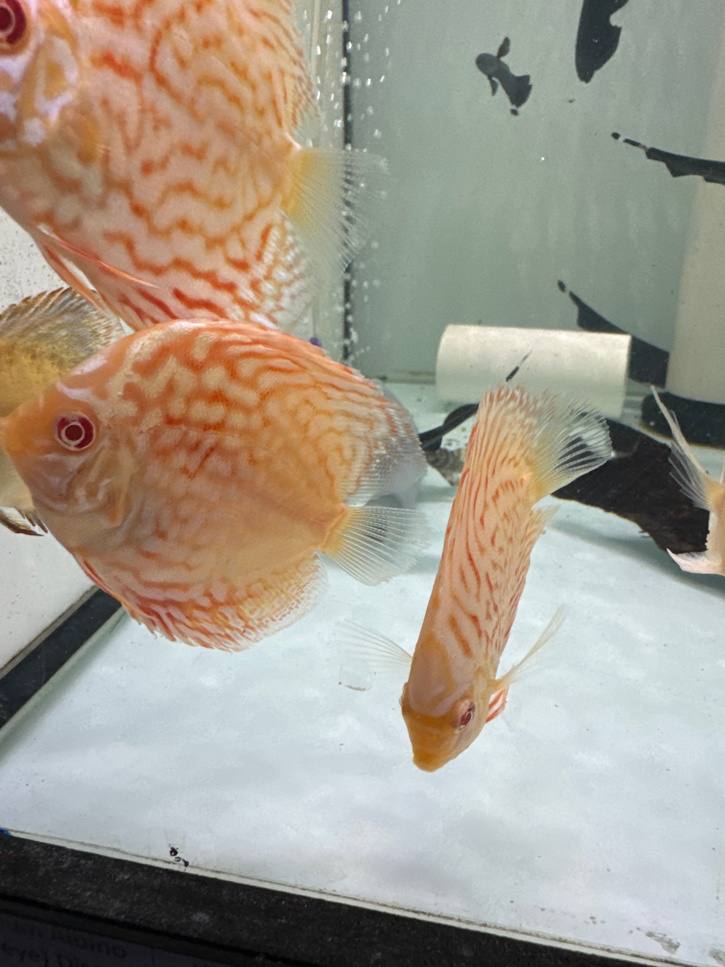 White Dragon Discus(Symphysodon sp.) – Tropical Aquarium