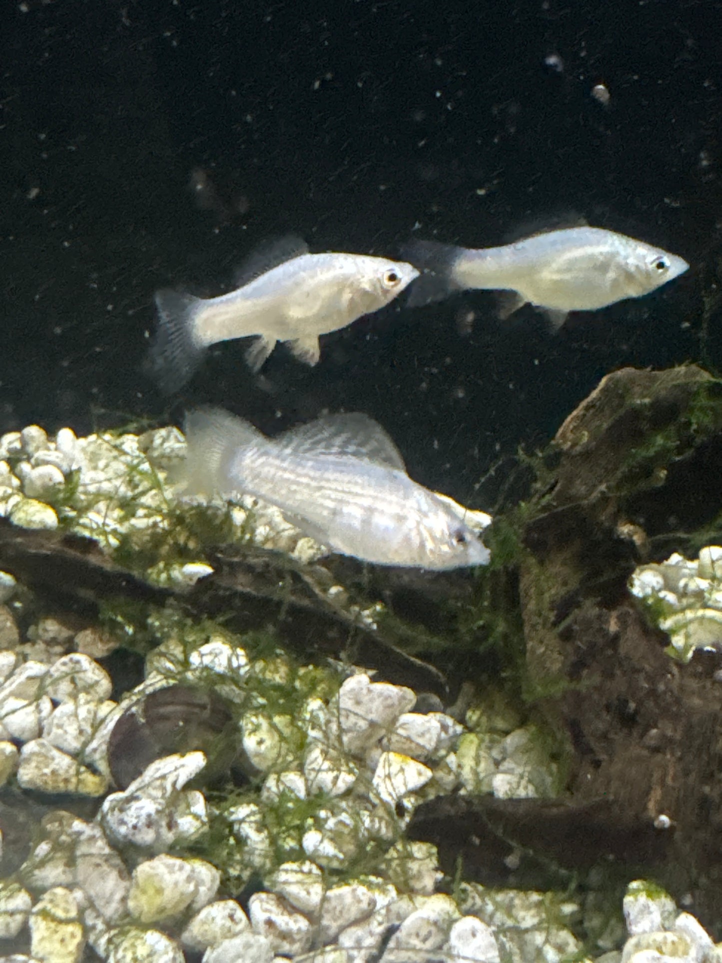 silver Mollys (Poecilia latipinna)