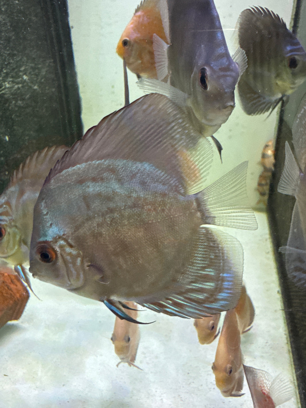 Buy Discus Fish Online Australia – Tropical Aquarium