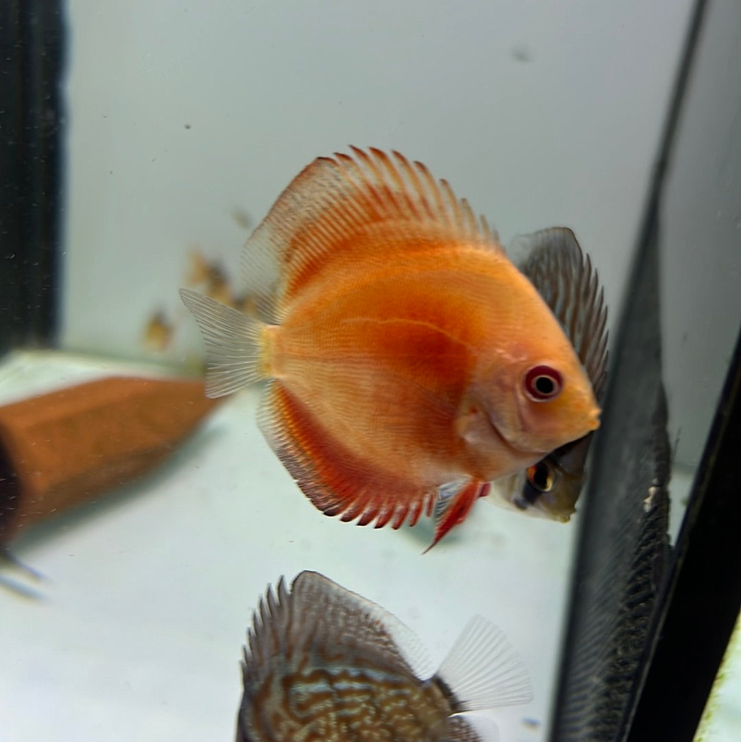 Red Valentine Discus (Symphysodon sp.)