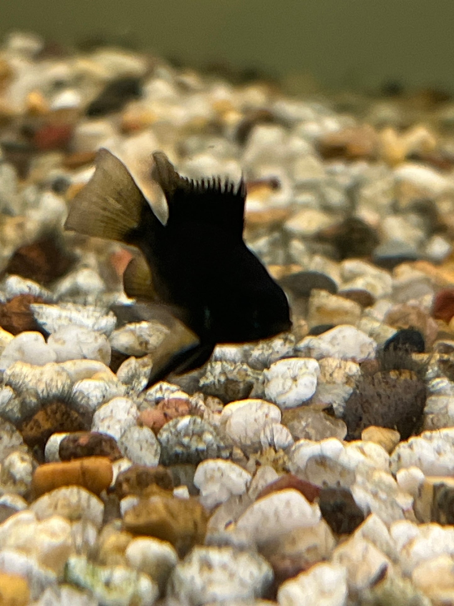 Balloon Black Rams (Mikrogeophagus ramirezi)