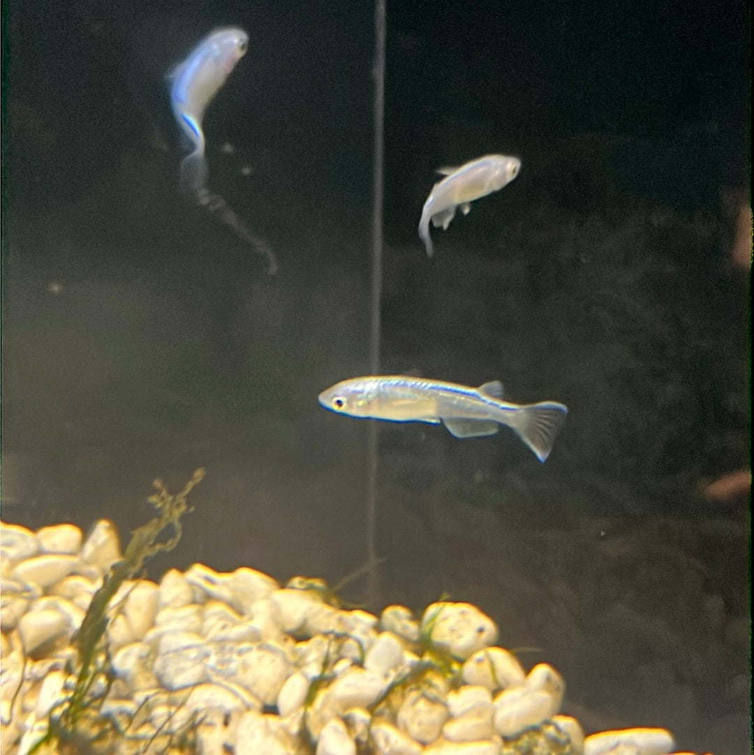 Medaka Rice fish (Oryzias Latipes) Blue Miyuk