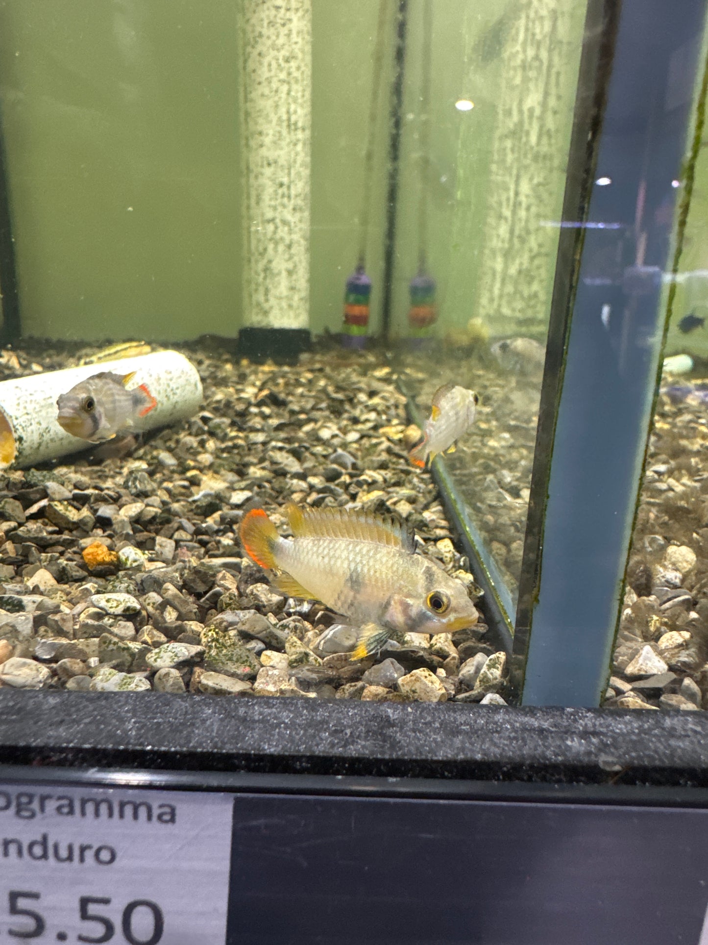 Apistogramma Panduro (Apistogramma Panduro)