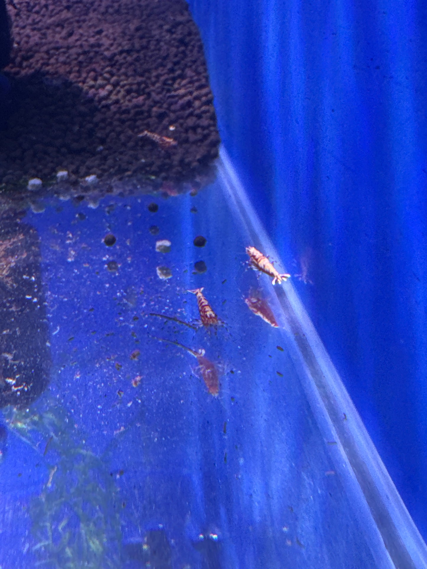 Red Galaxy Snowflake Fishbone (Caridina)
