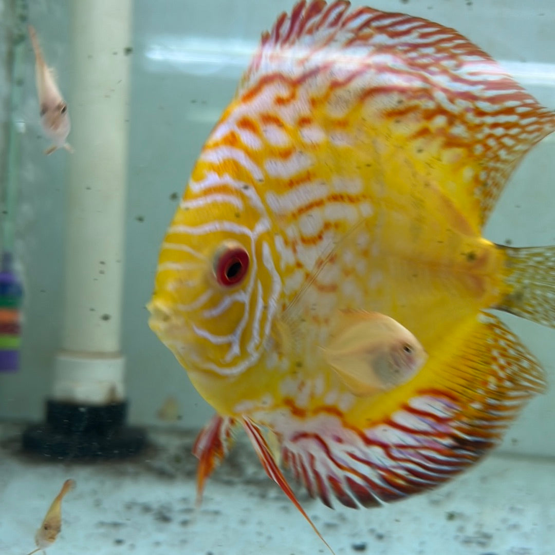 Yellow Pidgeon Blood Discus bred instore (Symphysodon sp.)