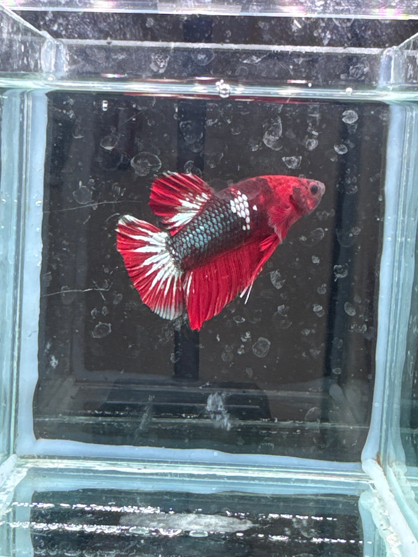 plakat star tail red