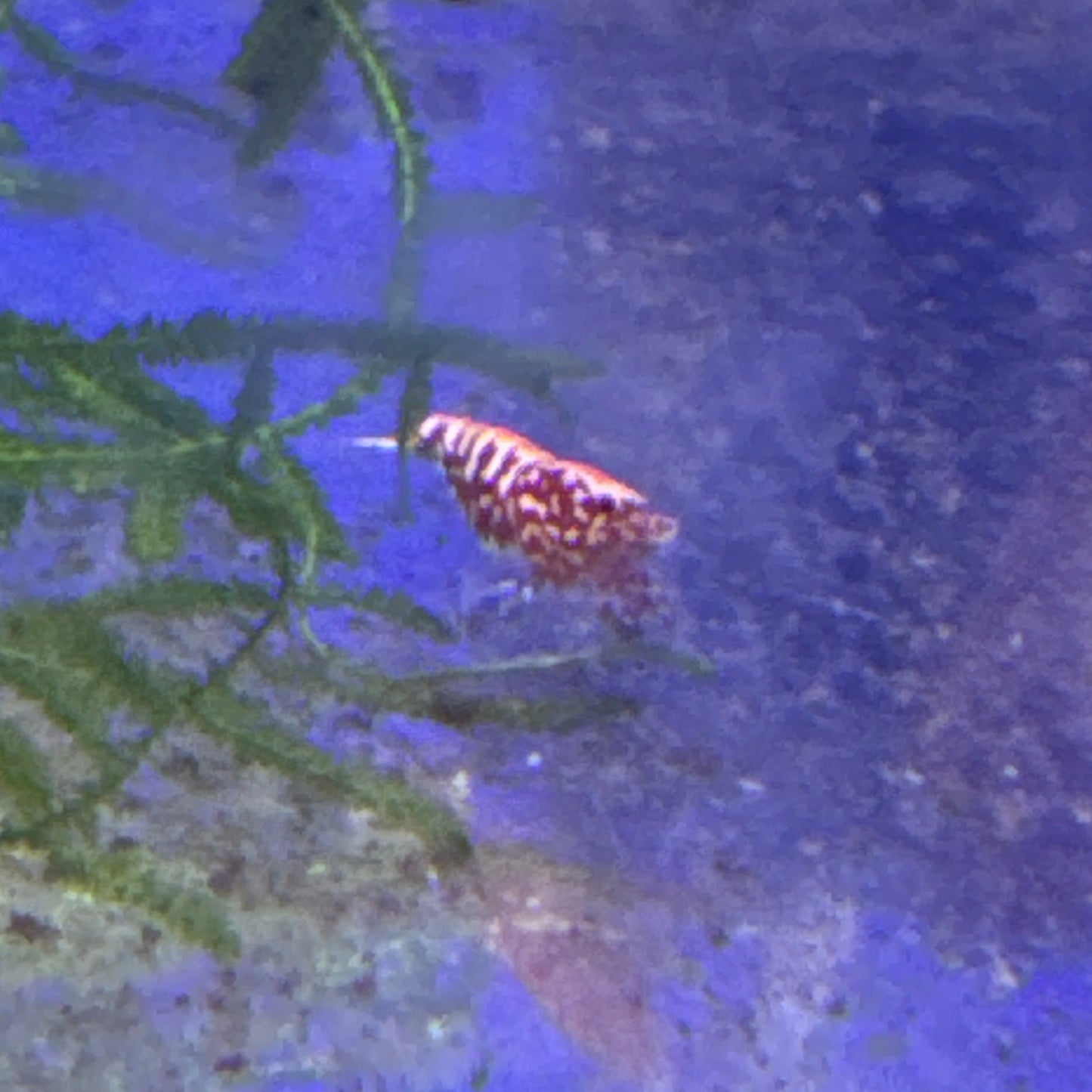 Red Galaxy Snowflake Fishbone (Caridina)