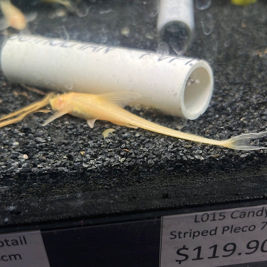 Albino Royal Whiptail Catfish (Albino Sturisoma Aureum)