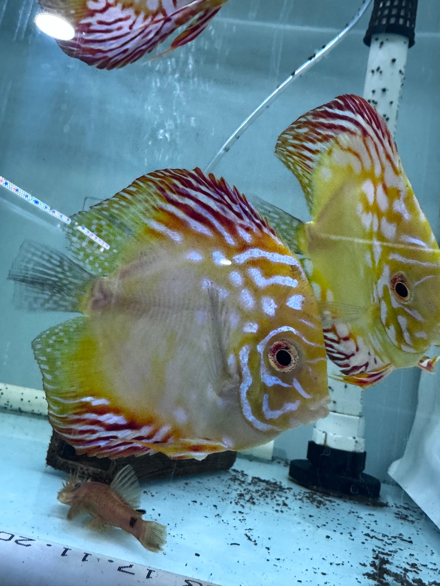 Assorted Discus breeding pairs (Symphysodon sp.)