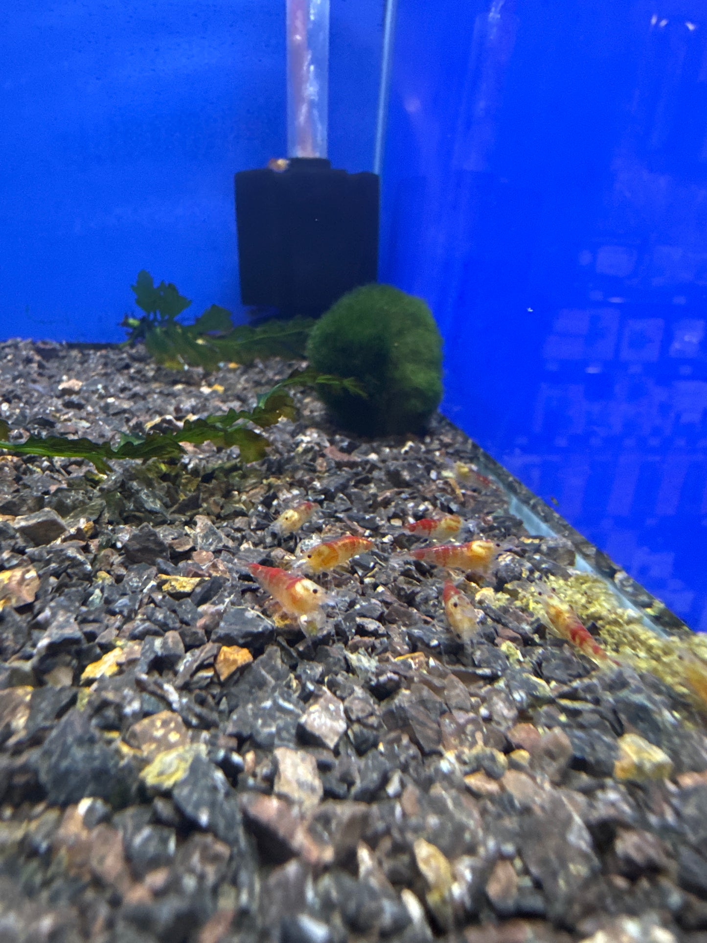 Red Caleco Bee shrimp (Caridina)