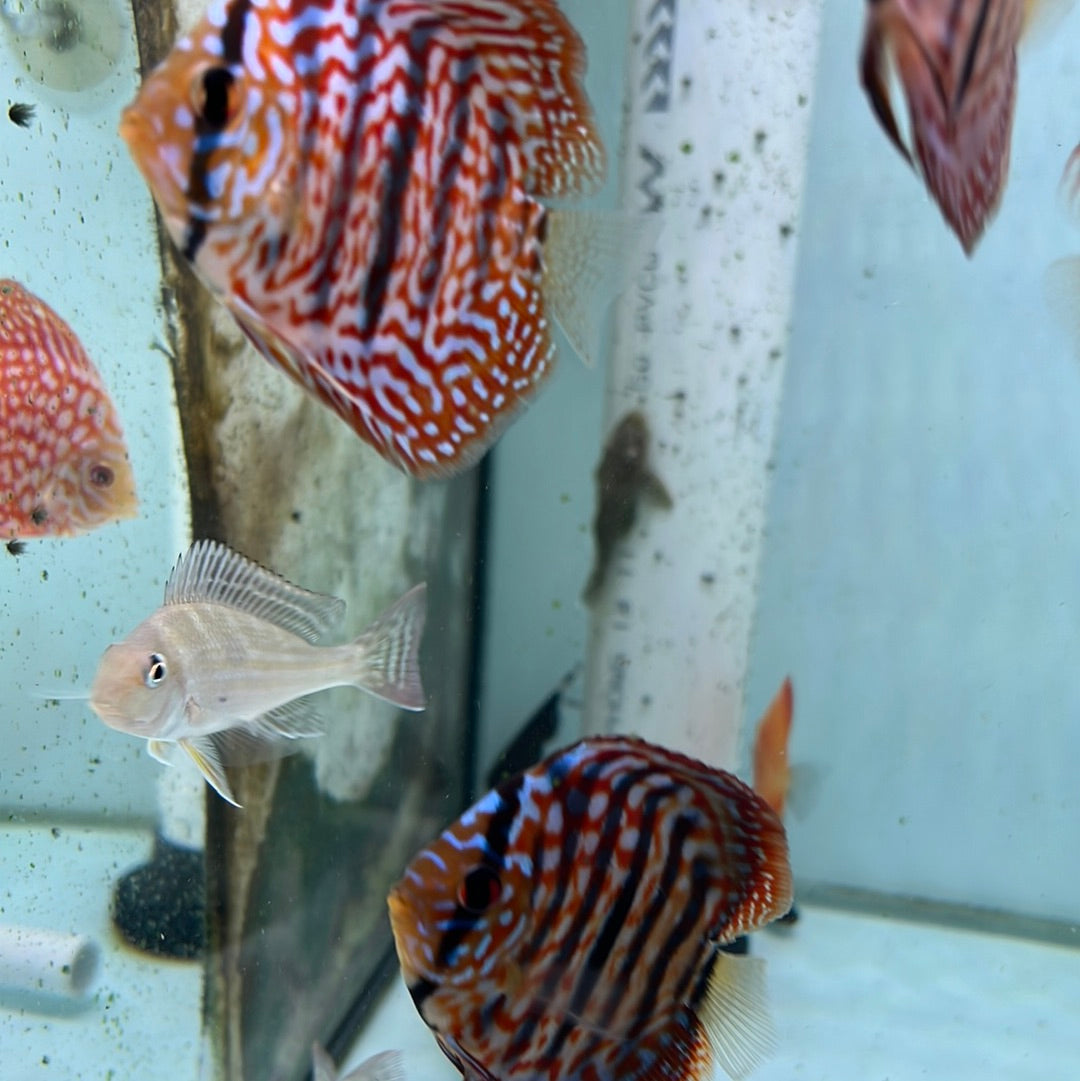 Red Turquoise Discus (Symphysodon sp.)