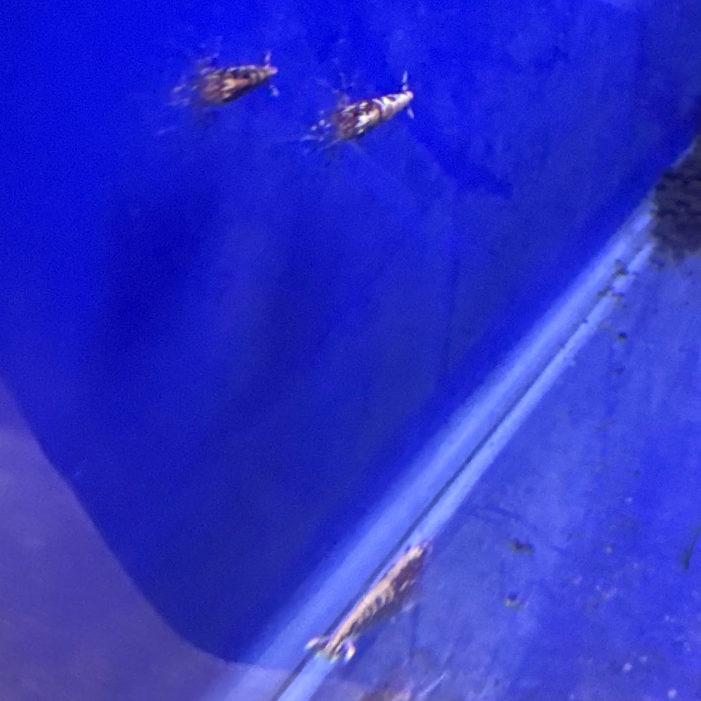 Red Galaxy Snowflake Fishbone (Caridina)