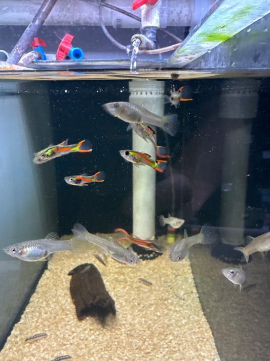 Red Line Endler Guppies