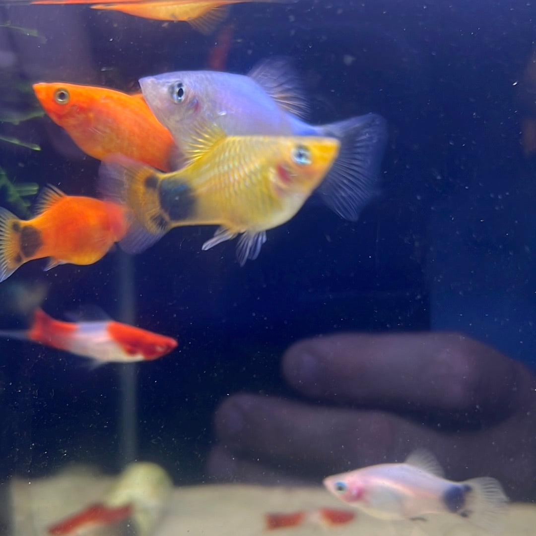 Assorted mickey mouse platy (Xiphophorus Maculatus) – Tropical Aquarium