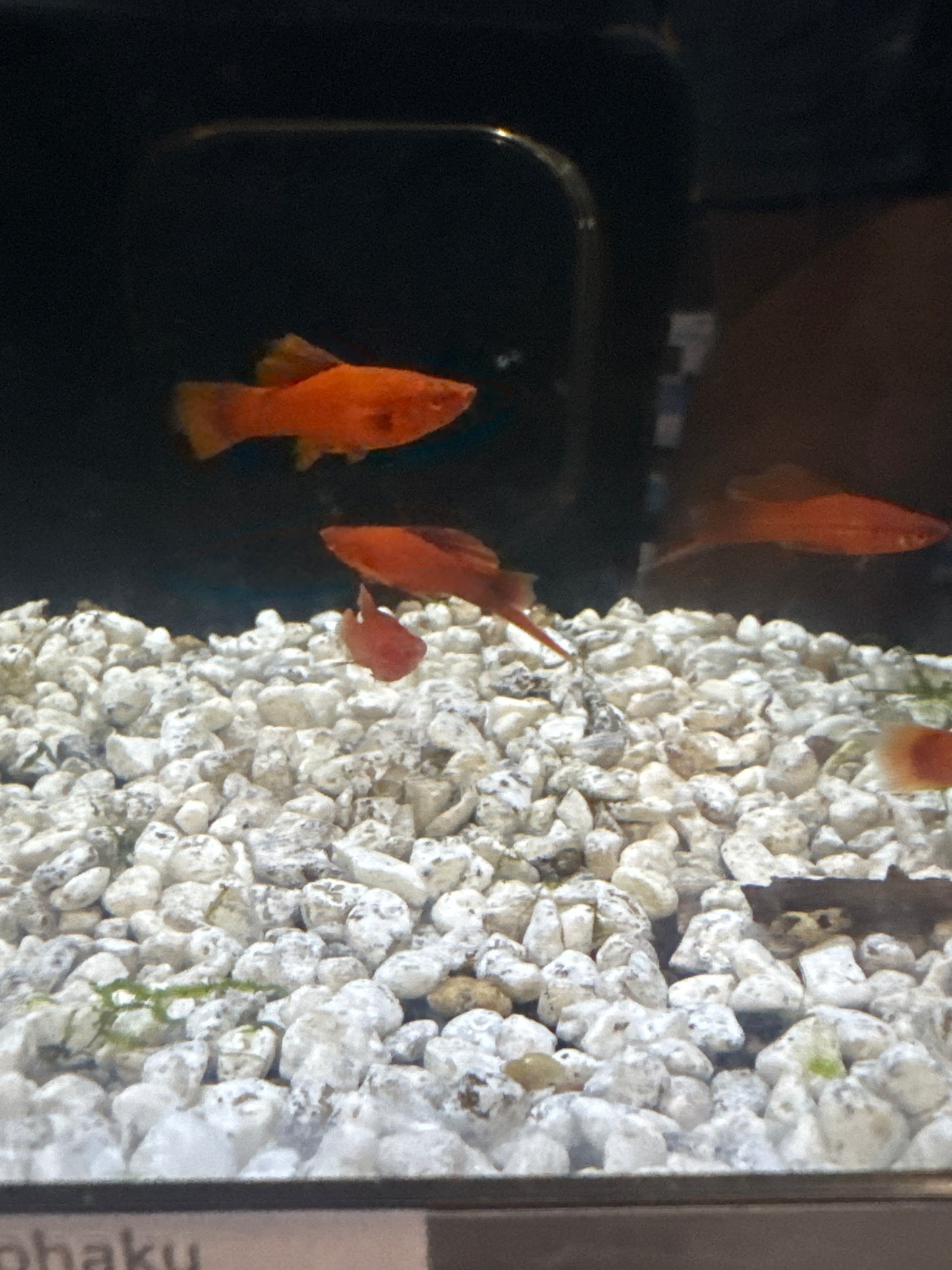 Blood Red High Fin Lyretail swordtail (Xiphophorus helleri)