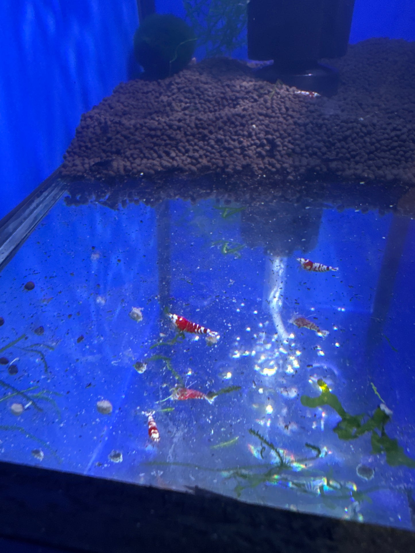 red fancy tigers (Caridina)