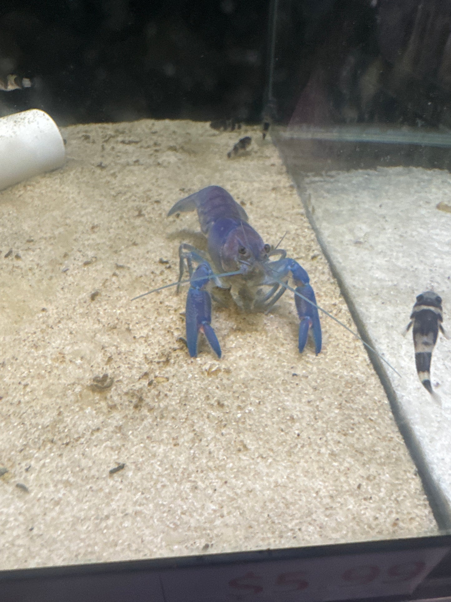 Blue Pearl Yabby (Cherax albidus)