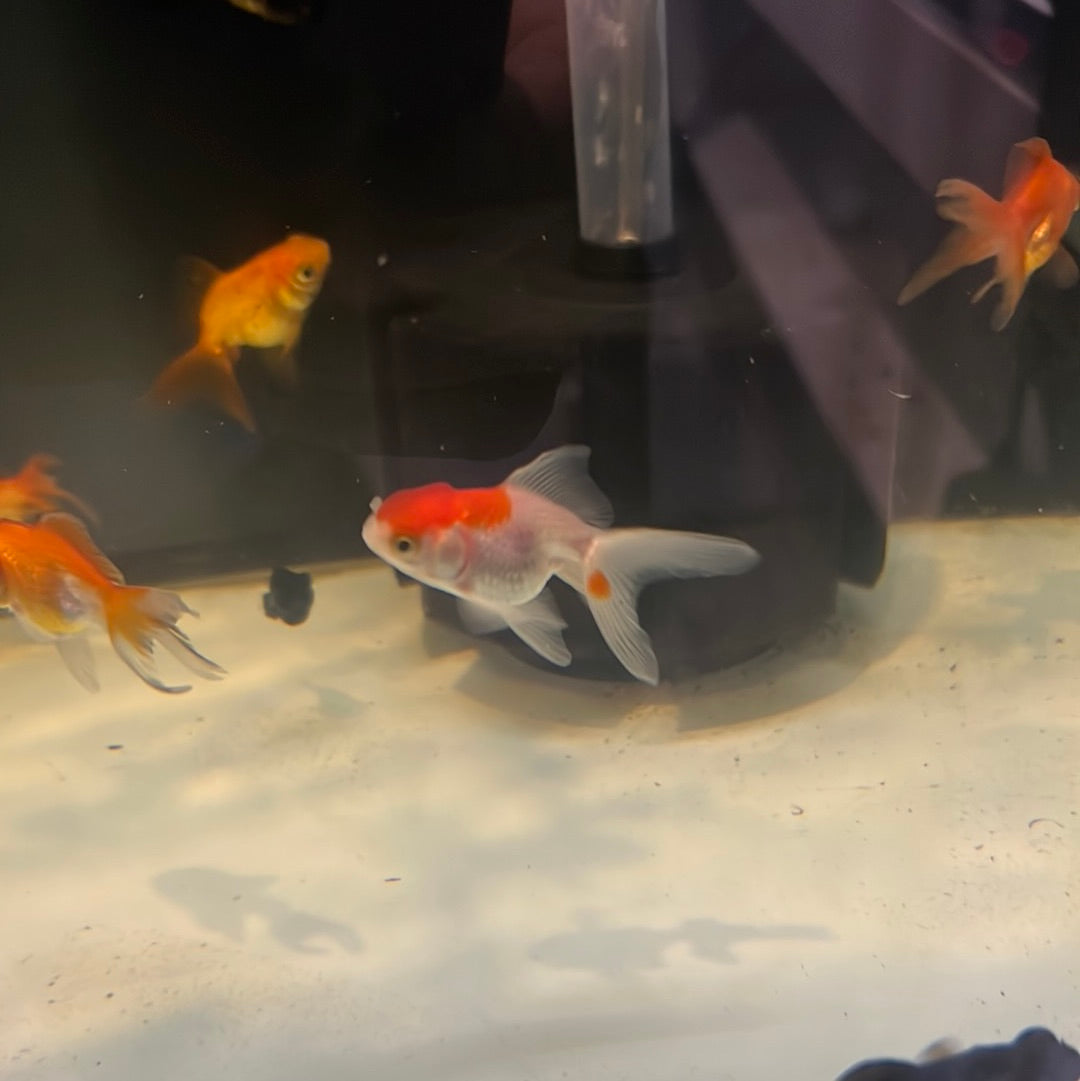 Fantail Goldfish Red And White (Carassius auratus)