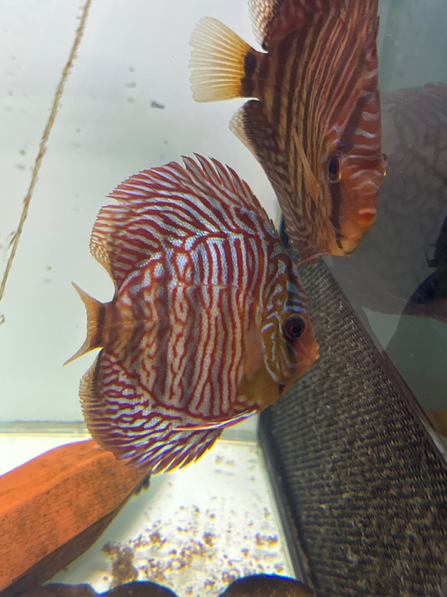 Red Tiger Turquoise Discus (Symphysodon sp.)