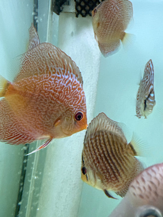 Red Snakeskin Discus (Symphysodon sp.)