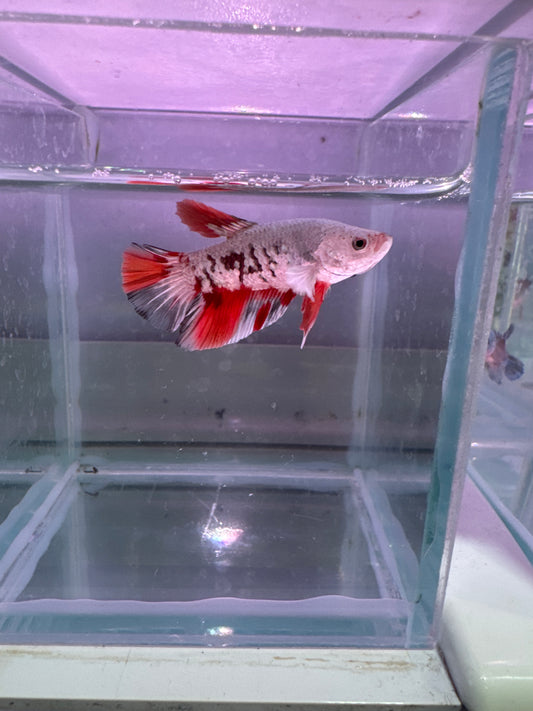 Snow Tricolour betta
