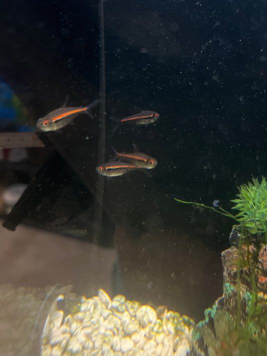 Scarlet (Amapa) Tetra (Hyphessobrycon amapaensis)