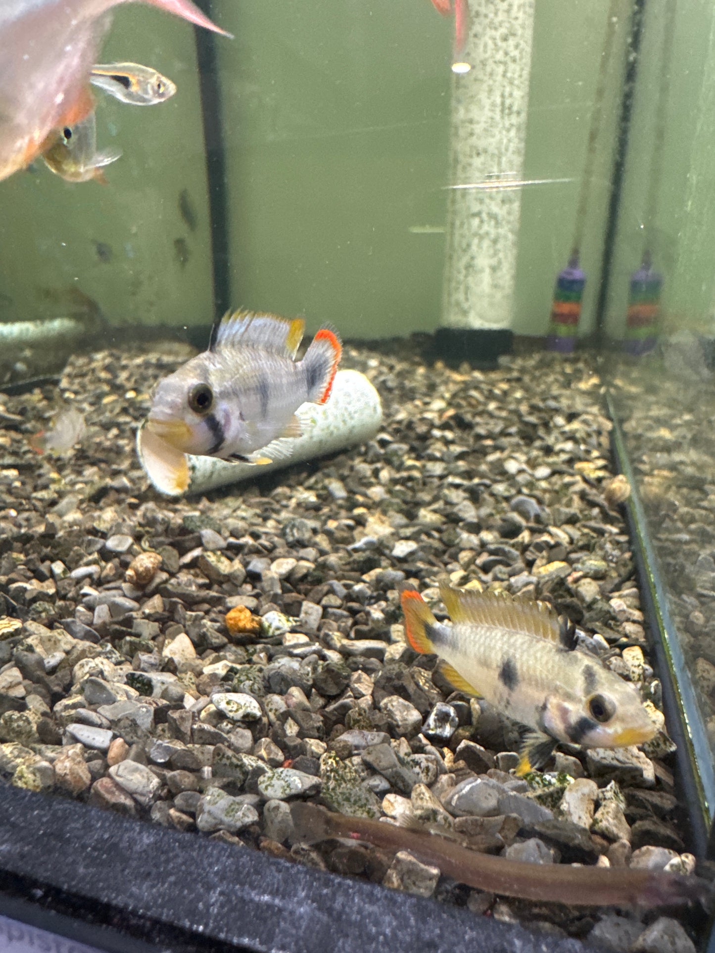 Apistogramma Panduro (Apistogramma Panduro)