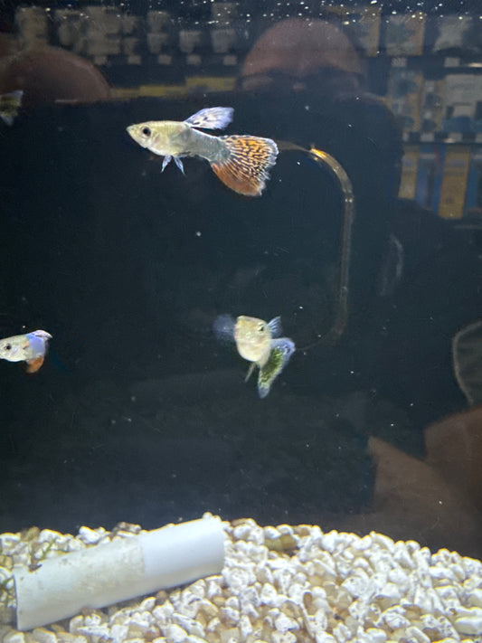 Guppies mosaic (Poecilia reticulata)