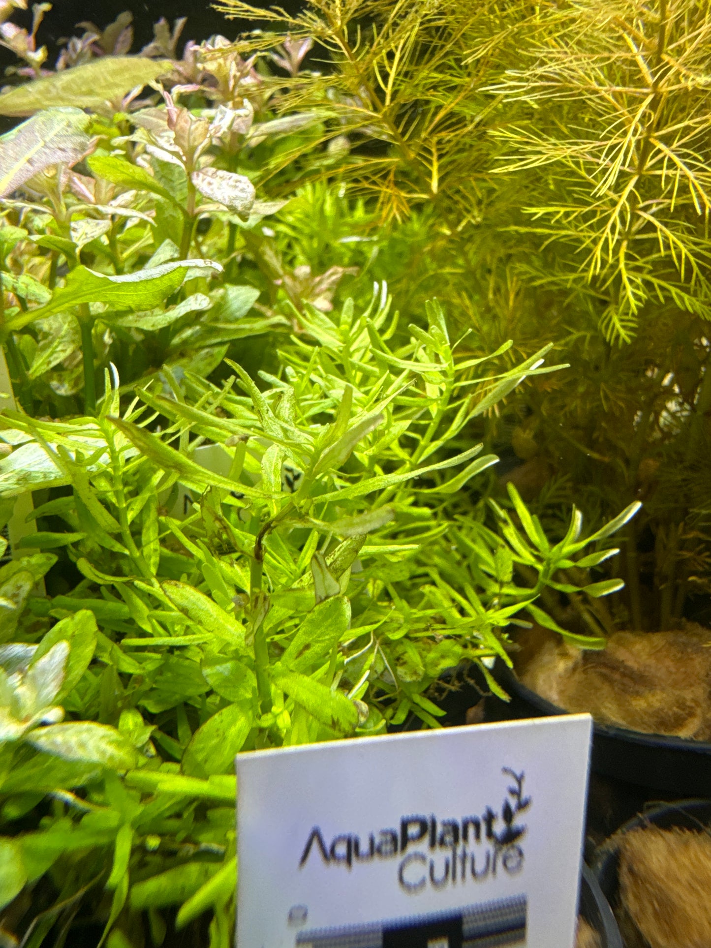 Rotala Species Green Submersed s099