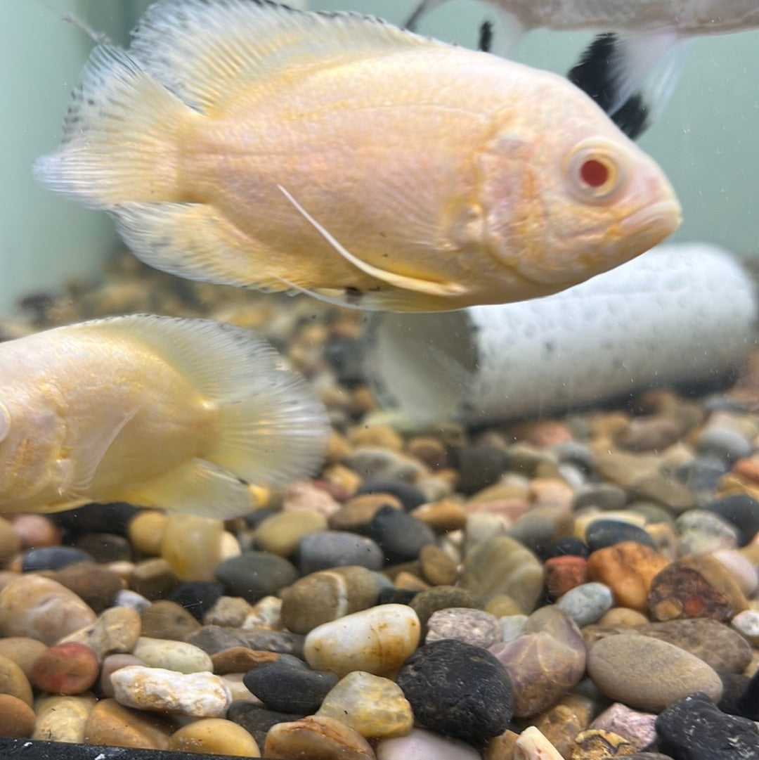 Lemon Oscar (Astronotus ocellatus) – Tropical Aquarium