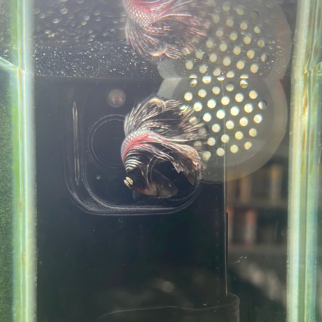 Copper black HalfMoon Betta