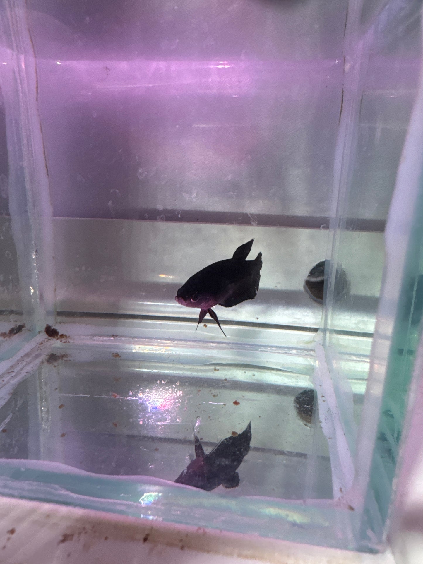 Black HalfMoon  plakat