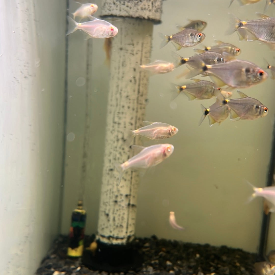 Albino Head and tail Light Tetra (Hemigrammus Ocellifer)