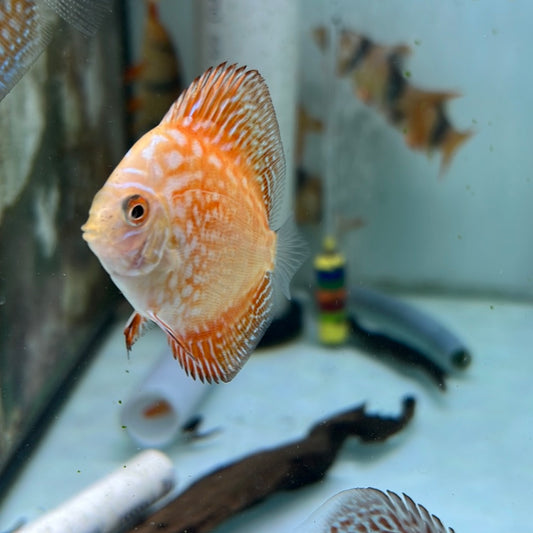 Marlboro Red Discus (Symphysodon sp.)