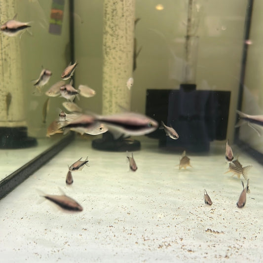 Emperor Tetra (Nematobrycon Palmeri)