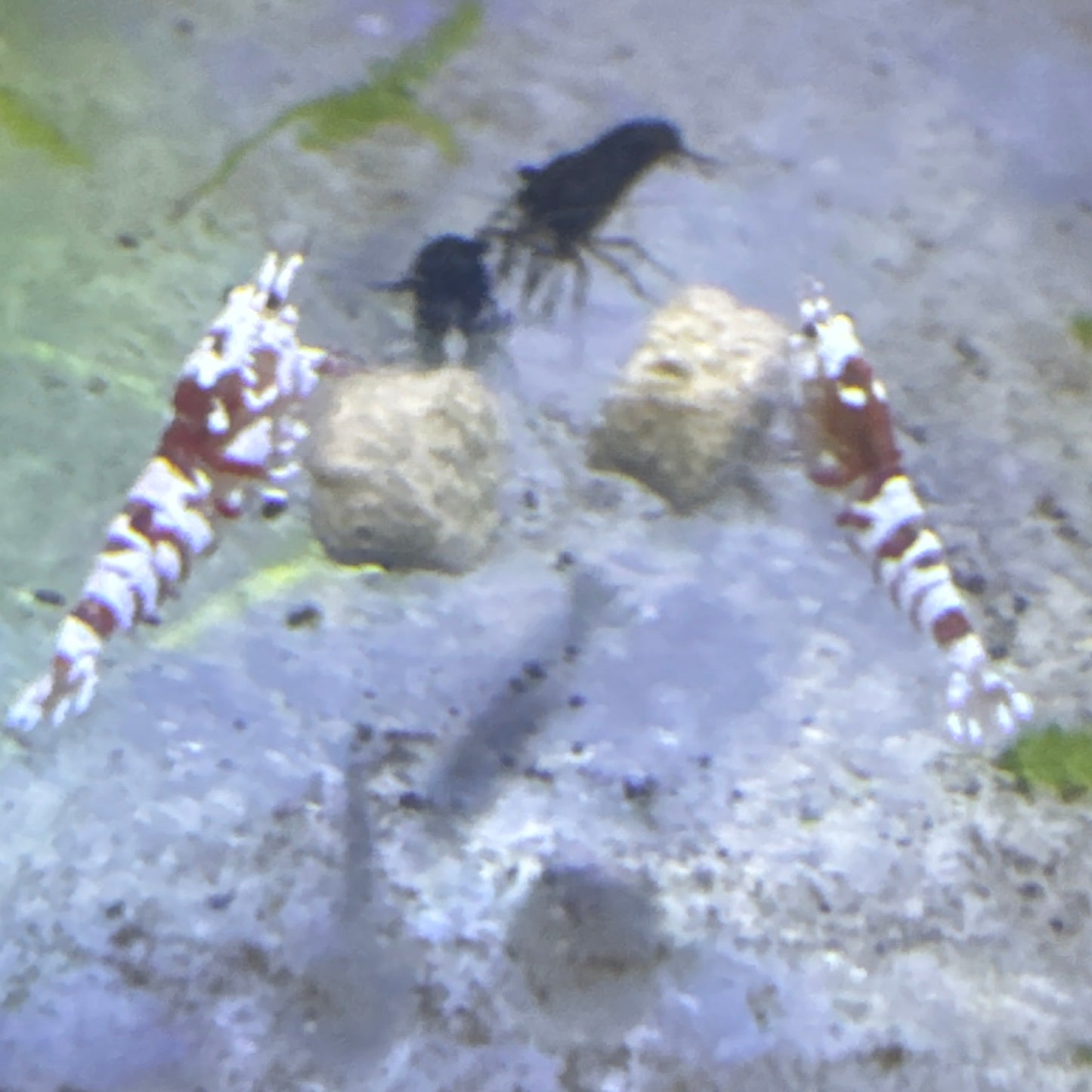red fancy tigers (Caridina)