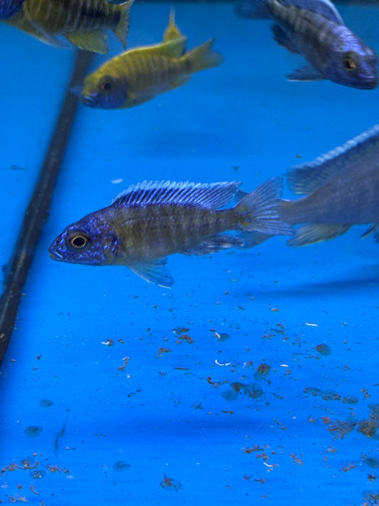 Blue Peacock Cichlid