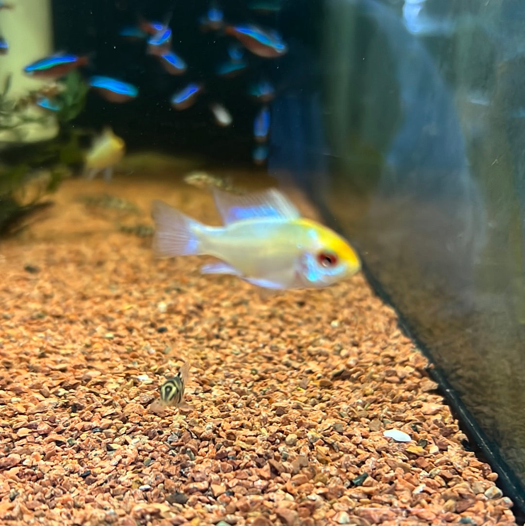 Platinum Rams (Mikrogeophagus ramirezi)