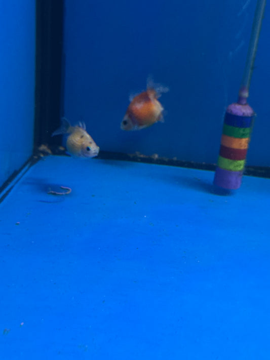 Assorted Pearl scale Gold fish (Carassius auratus)