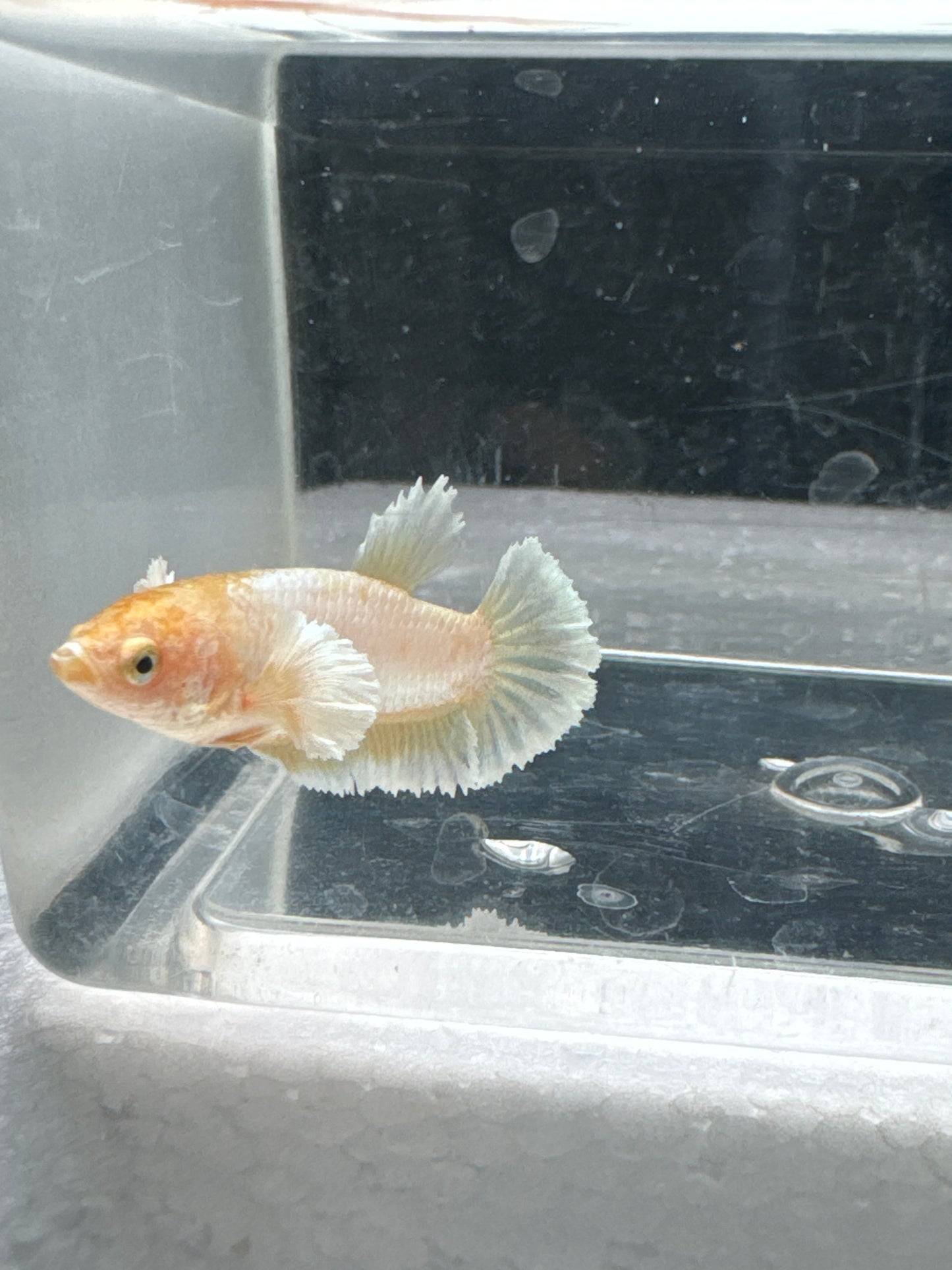 Dumbo Betta Gold