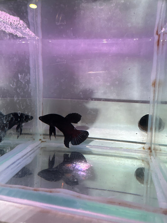 Black HalfMoon  plakat