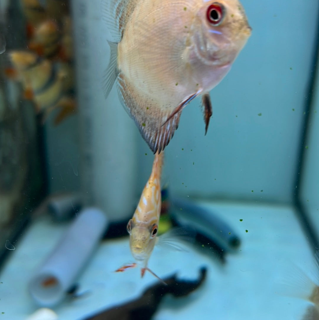 Marlboro Red Discus (Symphysodon sp.)