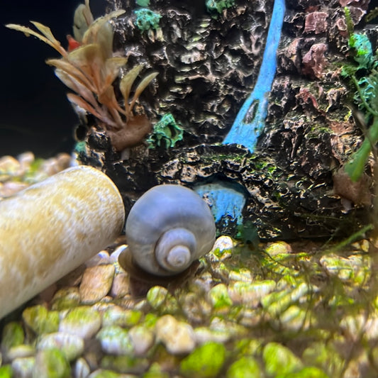 Blue Mystery Snails(Pomacea bridgesii)