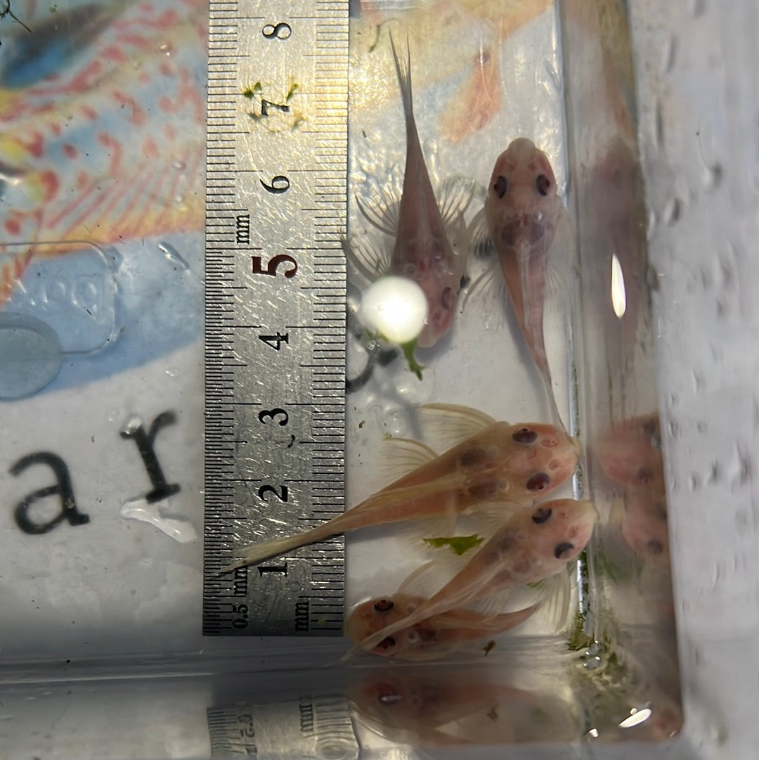 L333 Albino King Tiger Pleco (Hypancistrus sp) – Tropical Aquarium