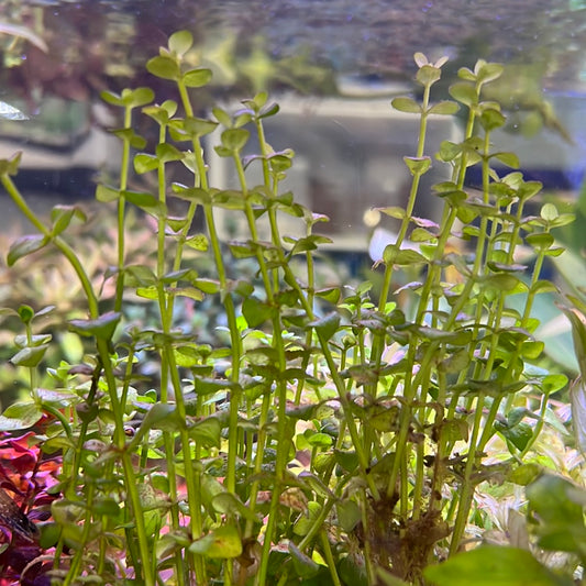 LINDERNIA ROTUNDIFOLIA SUBMERSED/BUNCH s066